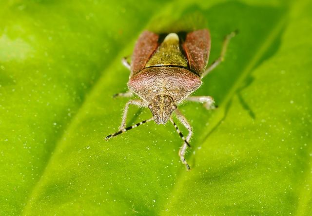 Пример MACRO  Nikkor35-70/2.8D+RAYNOX DCR-250