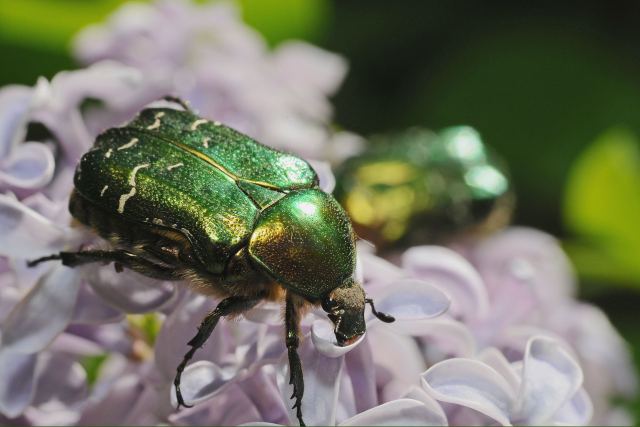 Пример MACRO  Nikkor35-70/2.8D+RAYNOX DCR-250