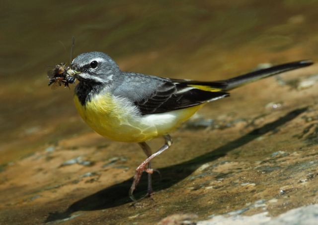 Горная трясогузка (Motacilla cinerea) с добычей