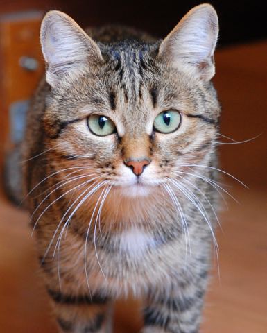 Кот Коша