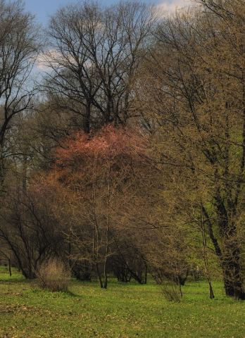 Весенний лес