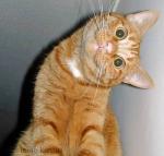 Аватара пользователя