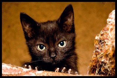 serious_cat.jpg