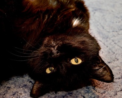 blacky_r.jpg
