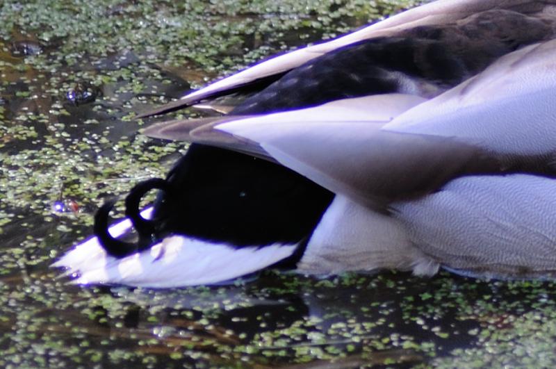 DSC_0064_crop.jpg