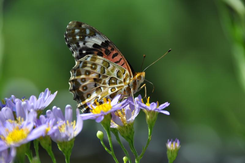 DSC_3627.jpg