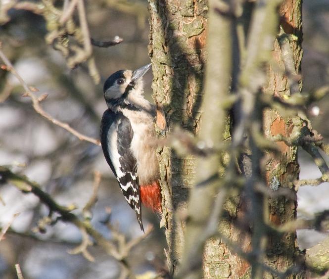 DSC_3372m.jpg