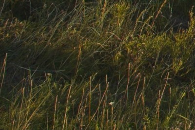 Hler_4969_Crop.jpg