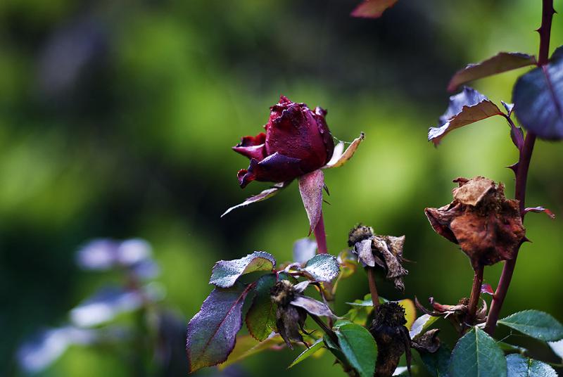 DSC_5988.jpg