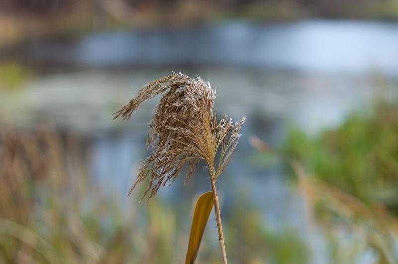 DSC_5130m.jpg
