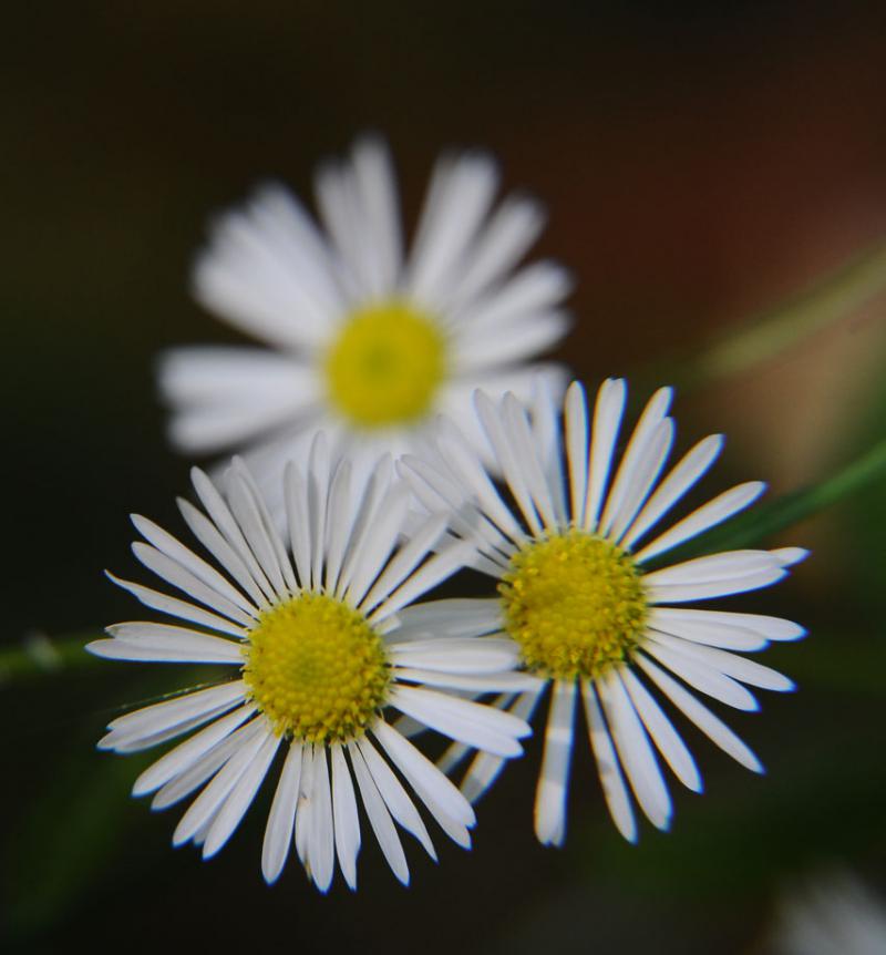 romas_DSC_2109.jpg