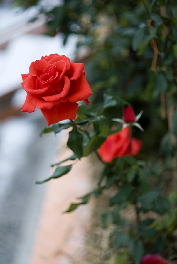 DSC_3883а.jpg