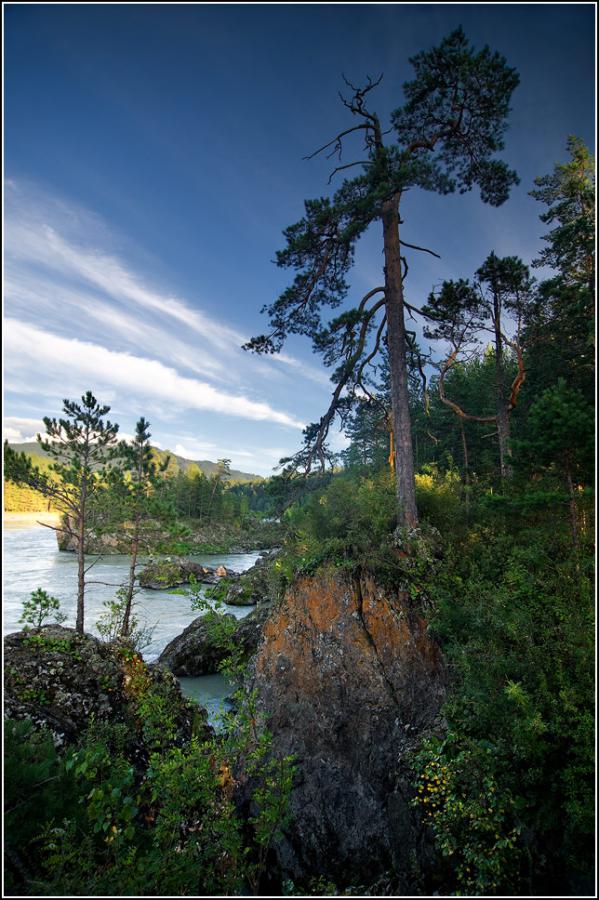 DSC_4539-здесь-лапы-у-кедра-дрожат-на-весу.jpg