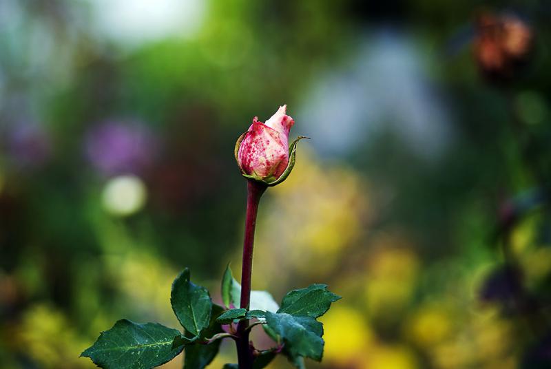 DSC_5997а.jpg