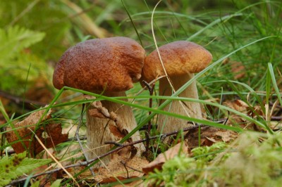 DSC_0269_1.jpg