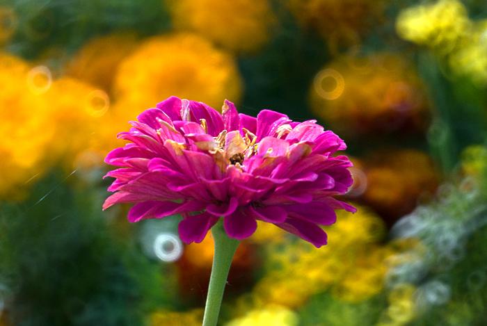 DSC_3809v2.jpg