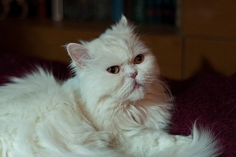 год-кота.jpg
