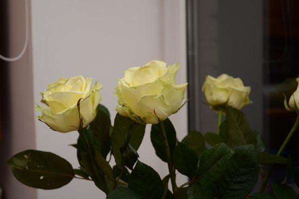 DSC_0399.JPG