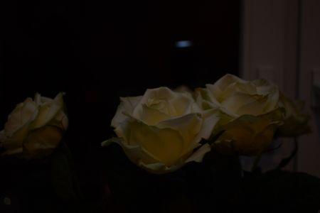 DSC_0427.JPG