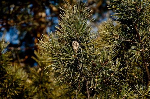 DSC_078300.jpg