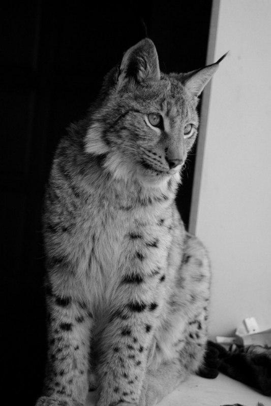 котофото 1.jpg