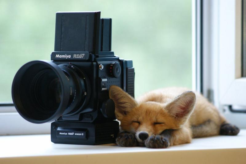 1276623721.foxsvir_dsc01770_Разрешение_рабочего_стола.jpg