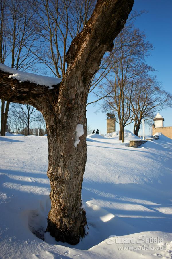 _DSC8524.jpg