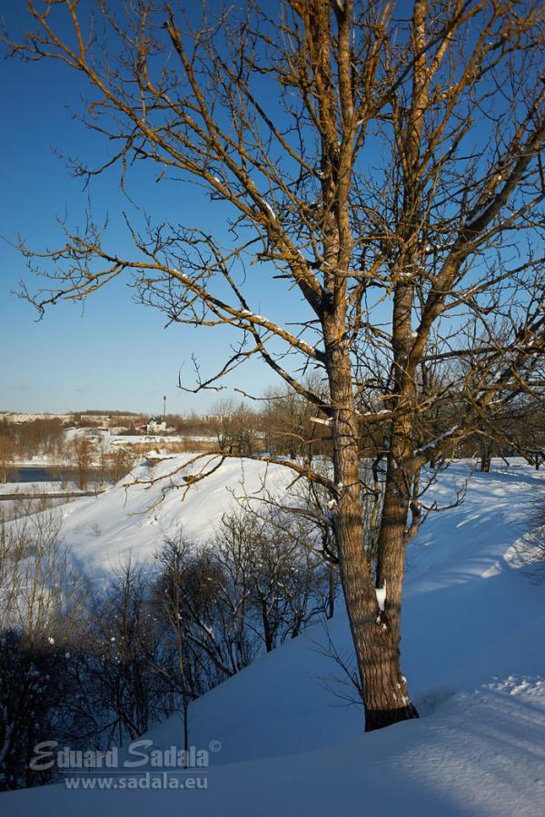 _DSC8515.jpg