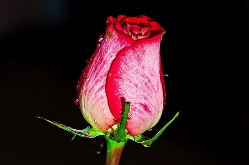 DSC_0159++.jpg