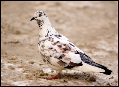pigeon2.jpg