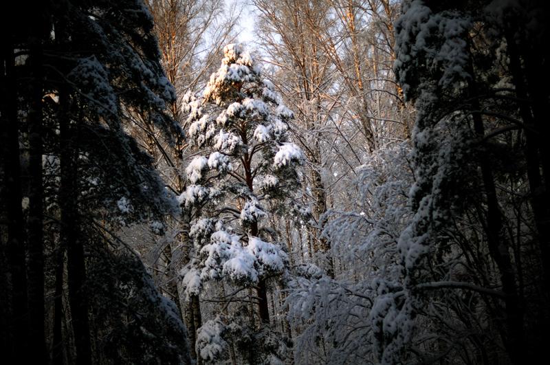 DSC_7931.jpg