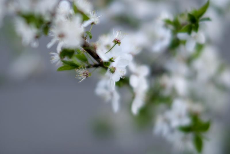DSC_2797монстр.jpg
