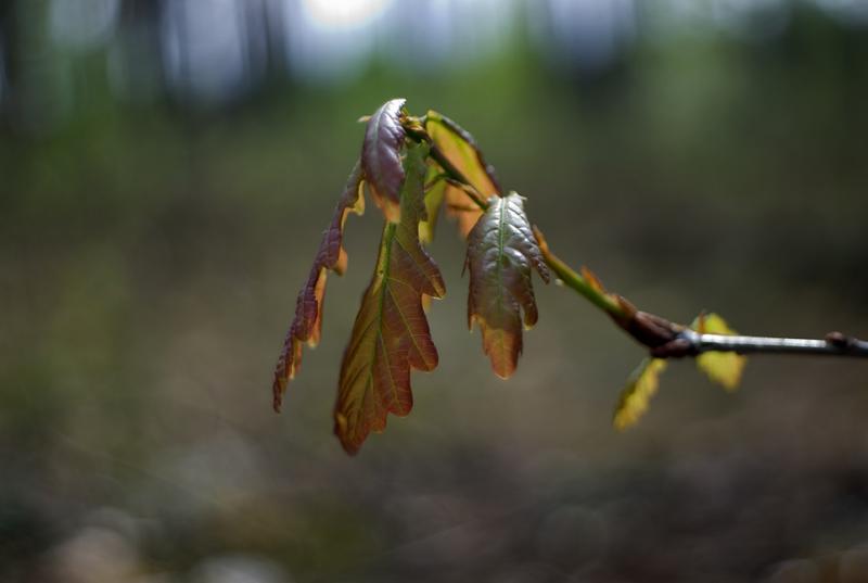 DSC_2875.jpg