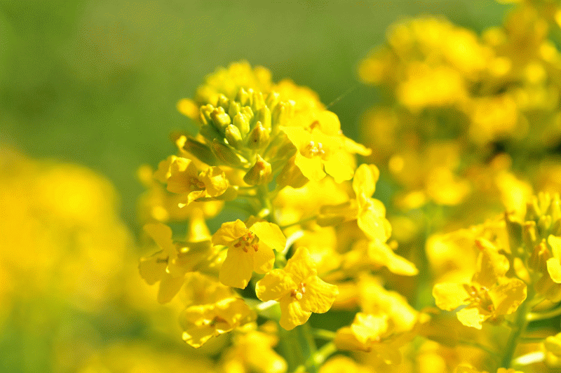 DSC_6373_small.GIF
