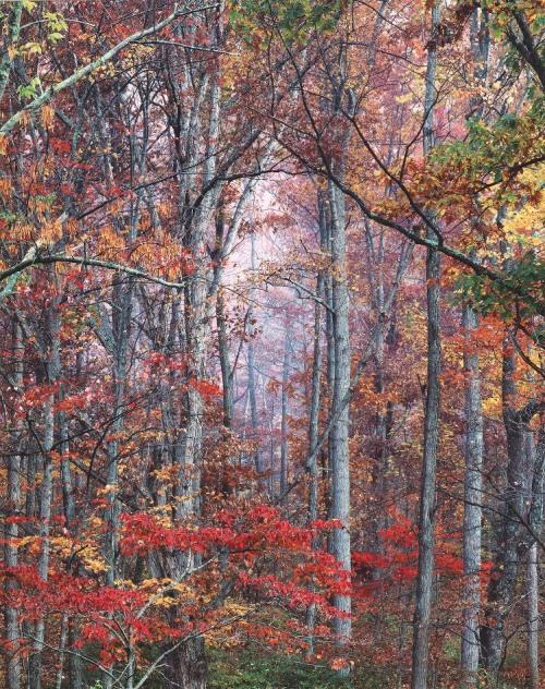 Glowing Autumn Forest, Virginia, 2000.jpg