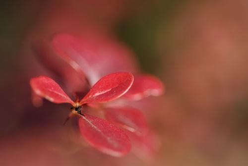 nikkor-60.jpg