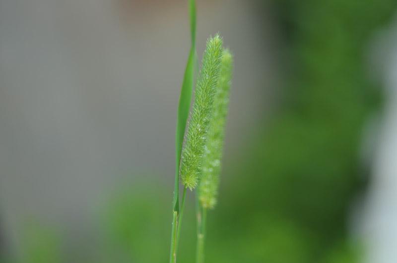 DSC_0033.JPG