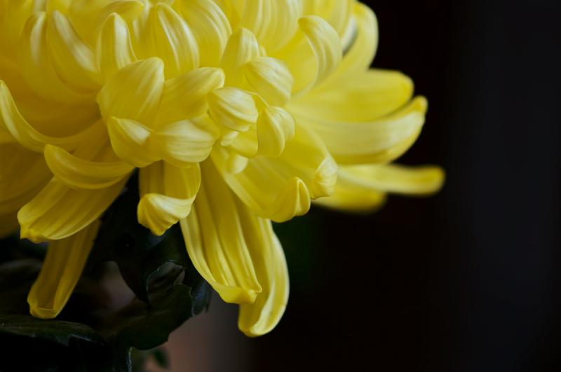 DSC_5229_200-a.jpg