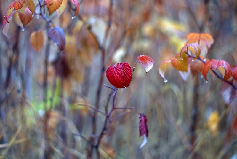 DSC_0214.jpg