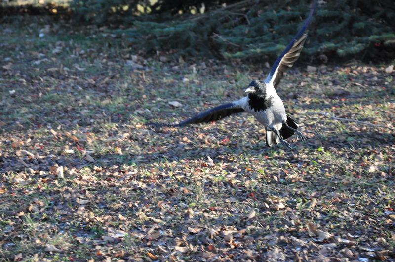 DSC_0073.jpg