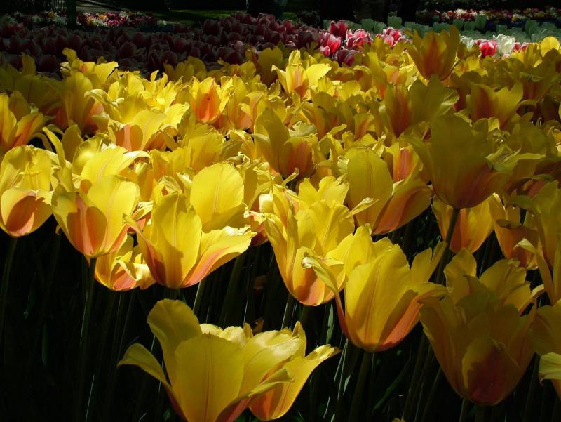 KEUKENHOF 01.jpg
