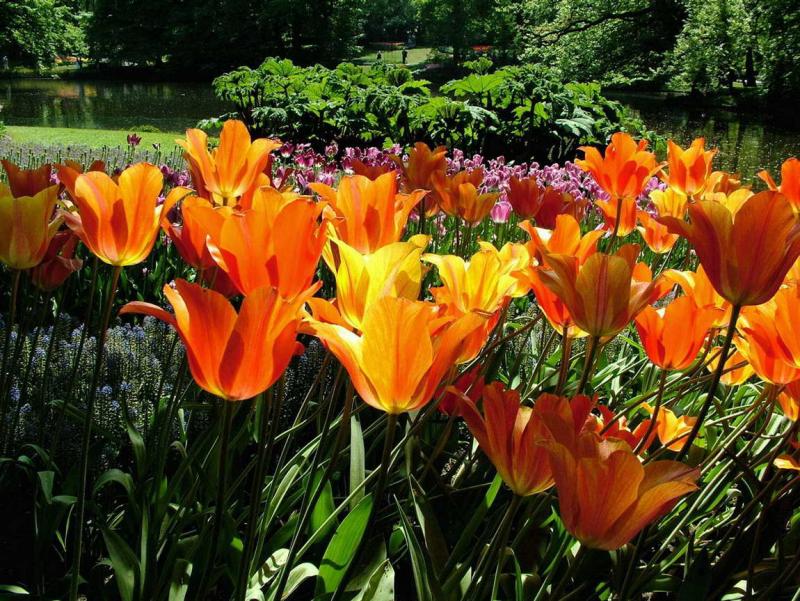 Orange tulips.jpg