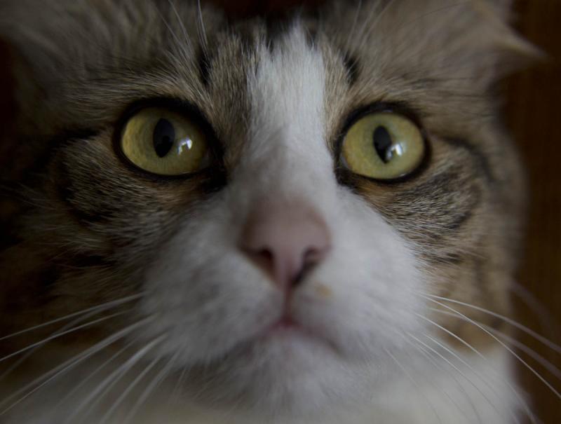 котло2.jpg