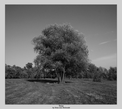tree.jpg