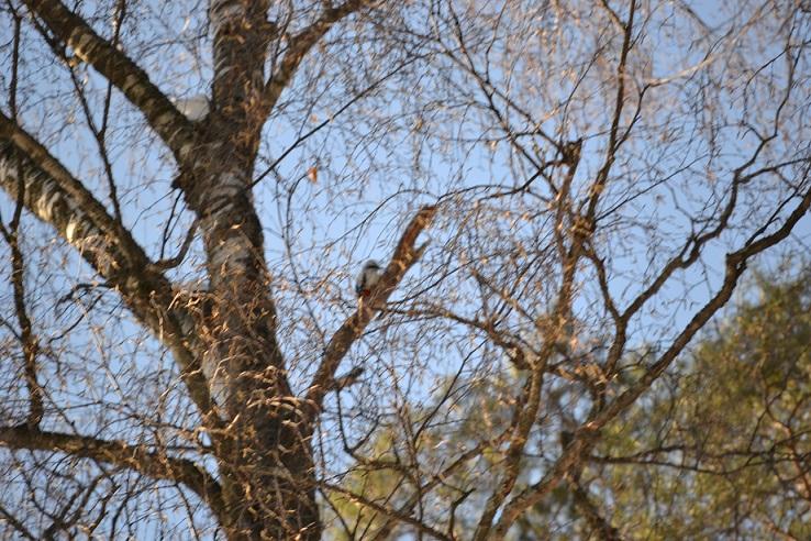 DSC_0019.JPG