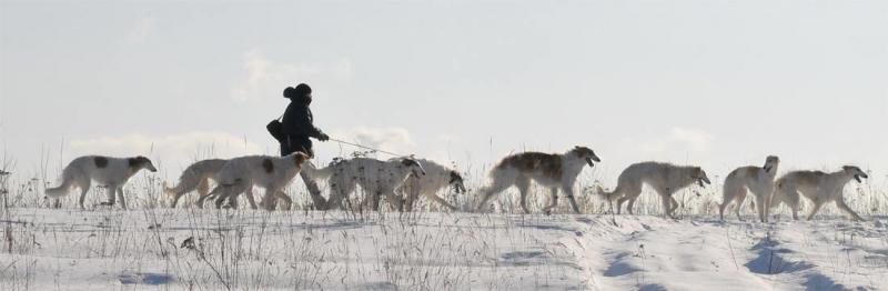07.03.2012-поле-все-борзые-790.jpg