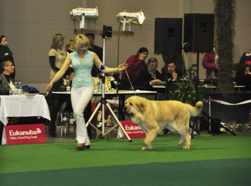 dogshow.jpg