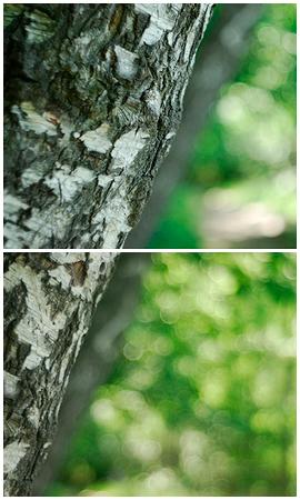 bokeh-1.jpg