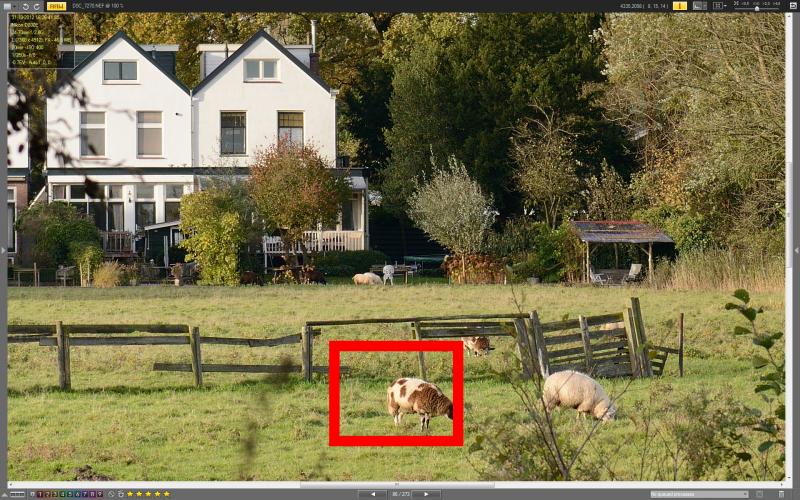 schaap.jpg