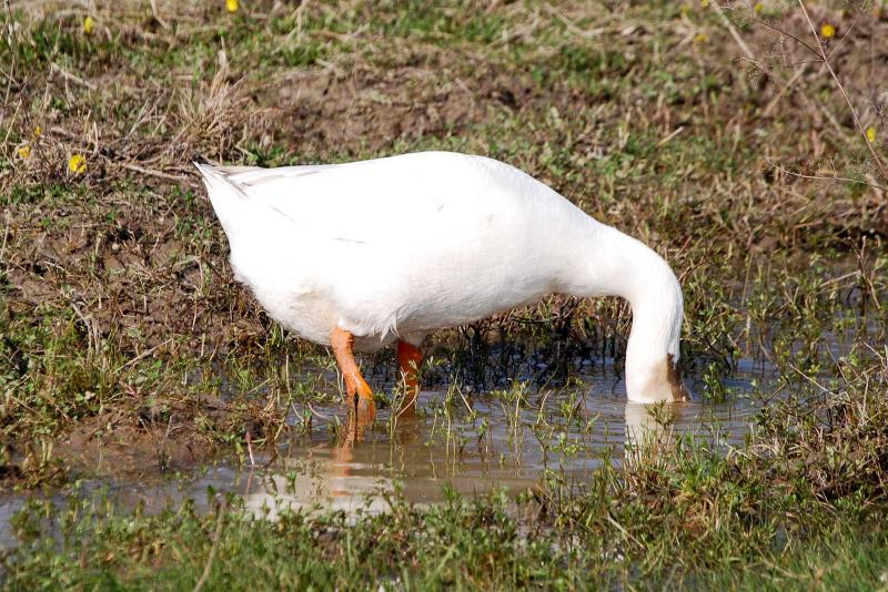 DSC_4397.jpg